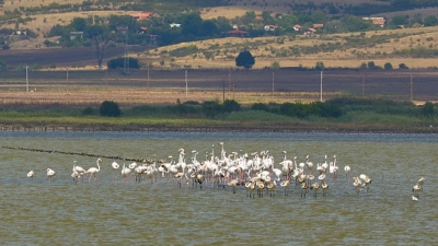 Розово фламинго завладя Атанасовското езеро