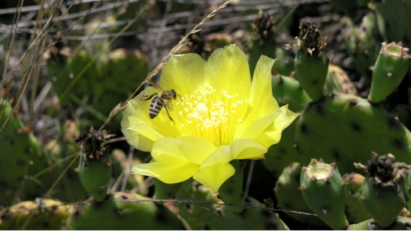 Invasive beauty of wild cacti in Bulgaria