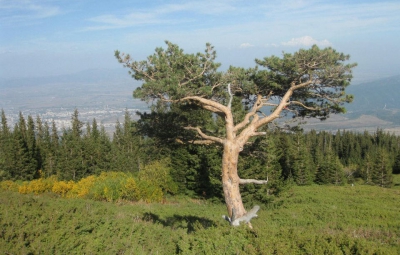 Vitosha Park – 85 years on and still a favourite getaway